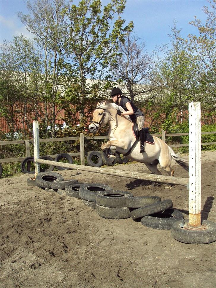 Fjordhest Møllevejs Hannibal - 19# Heh :D Foto; Stephanie billede 19