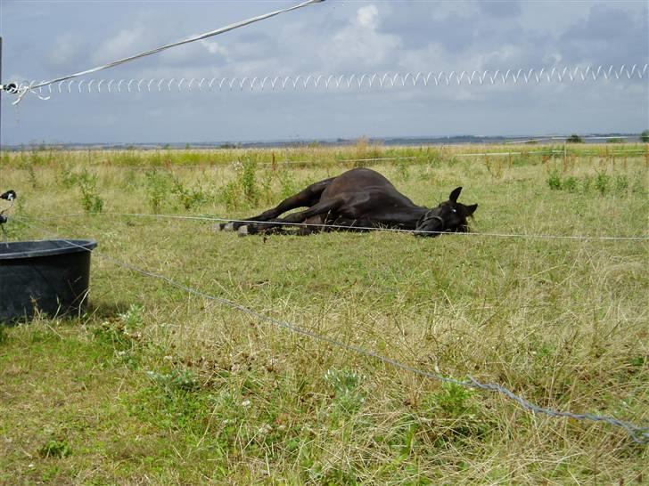 Anden særlig race Diablo billede 17