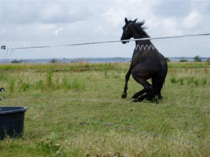Anden særlig race Diablo billede 18