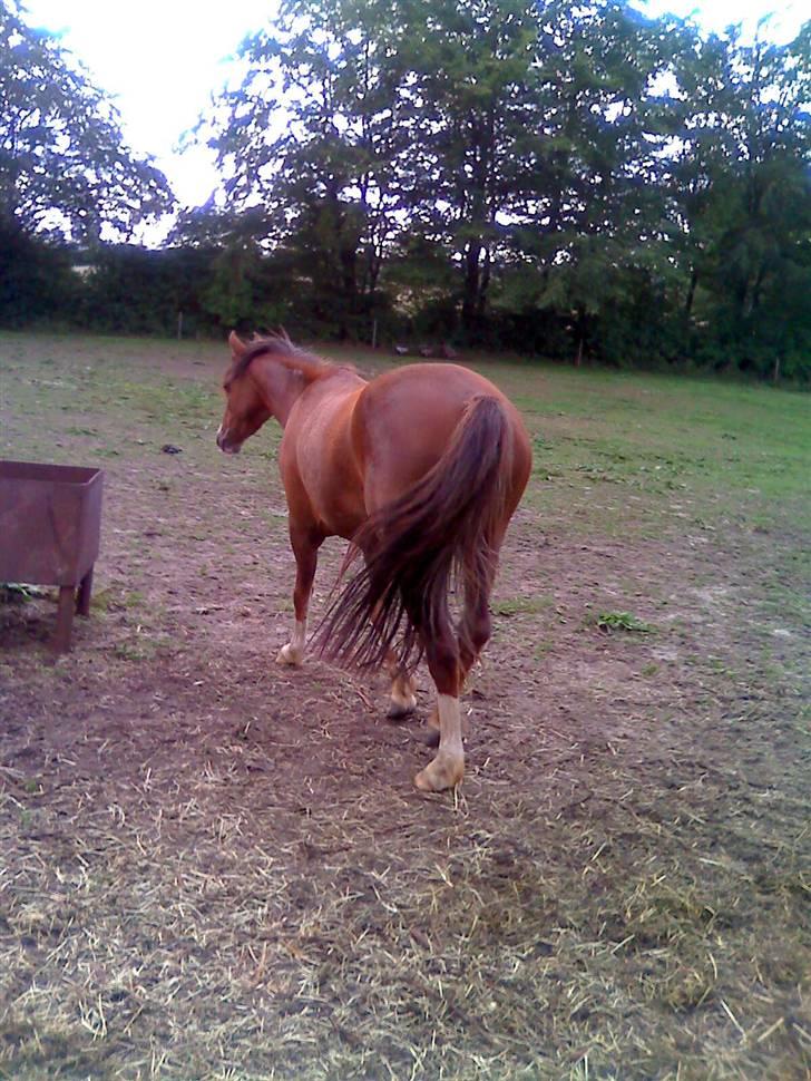 Welsh Pony (sec B) pretty R.I.P. - "nu gider jeg ikke lege fotomodel mere" billede 10