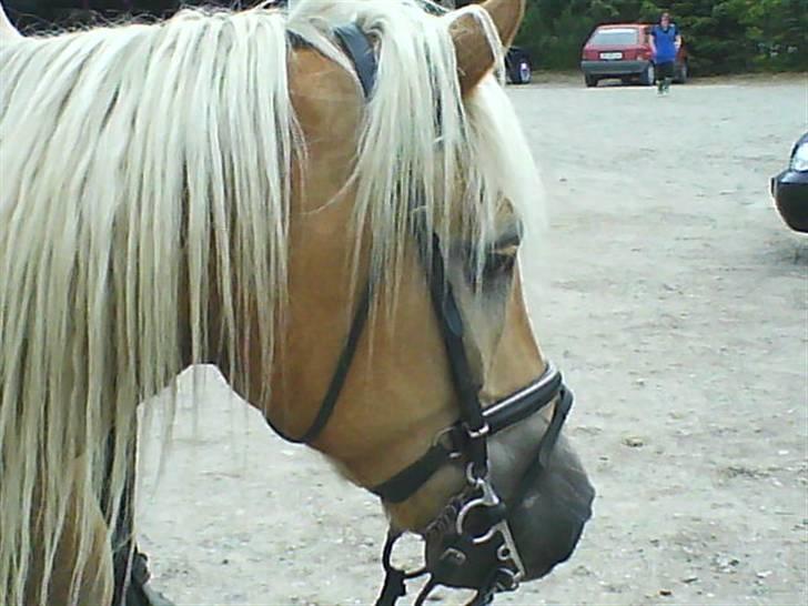 Haflinger Rössi  Solgt - i bedsted billede 11