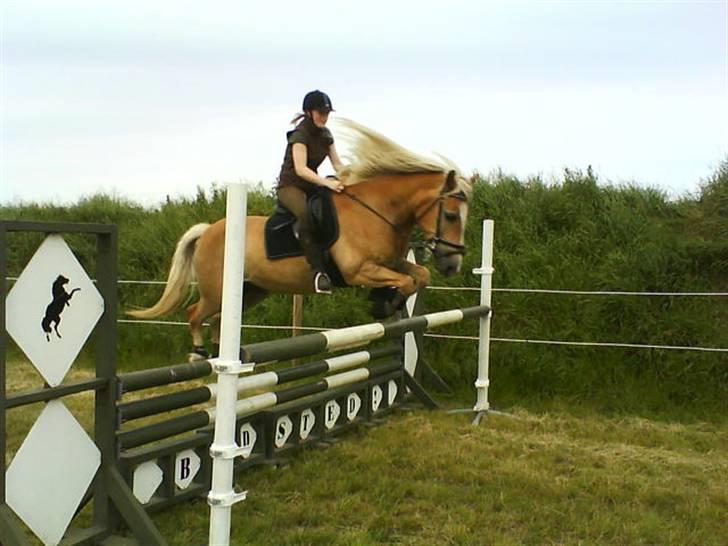 Haflinger Rössi  Solgt - træning hjemme billede 12