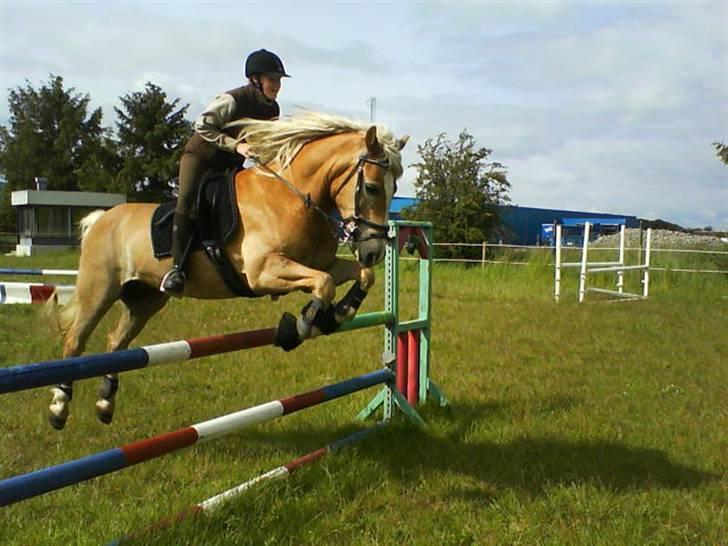 Haflinger Rössi  Solgt - træning hjemme billede 13