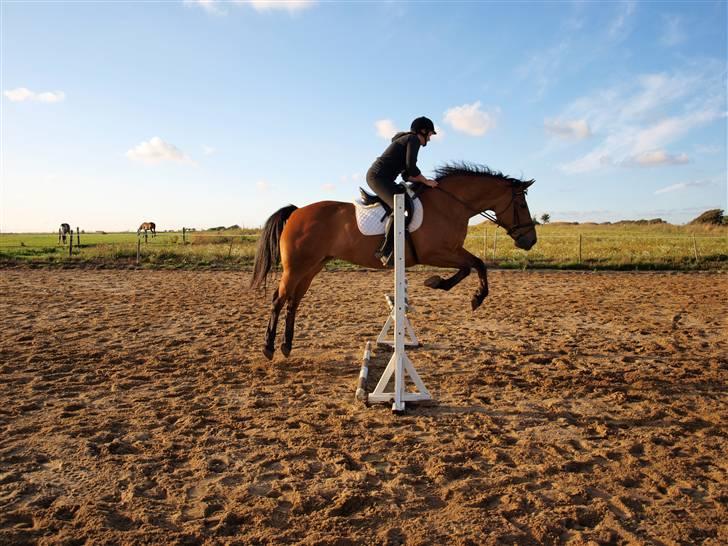 Dansk Varmblod tiffani billede 15