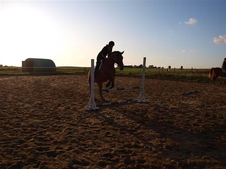 Dansk Varmblod tiffani billede 16