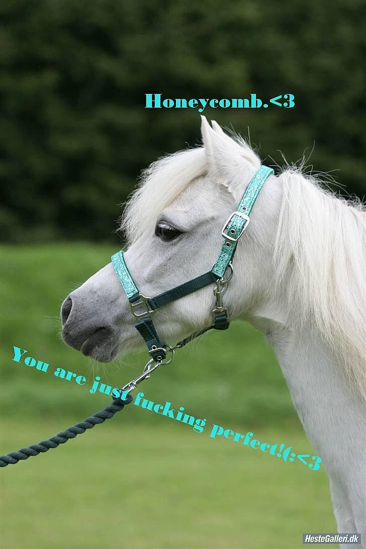 Welsh Pony (sec B) Honeycomb   - velkommen til honey,s profil<3 billede 1