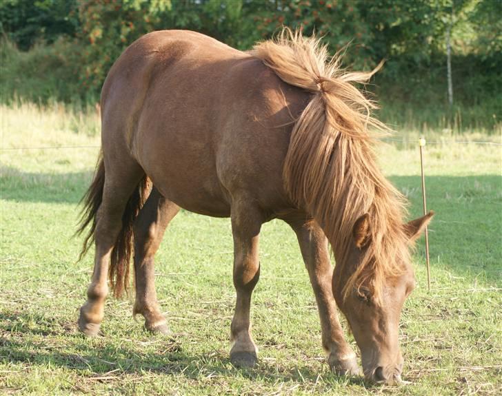 Shetlænder Mette - 1-års august 09 billede 7