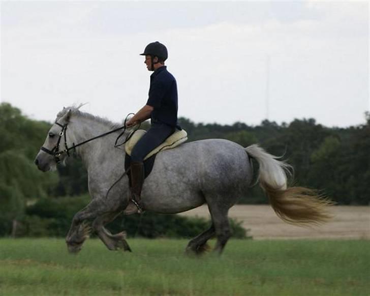 Fell pony Murthwaite Snowdrop billede 13