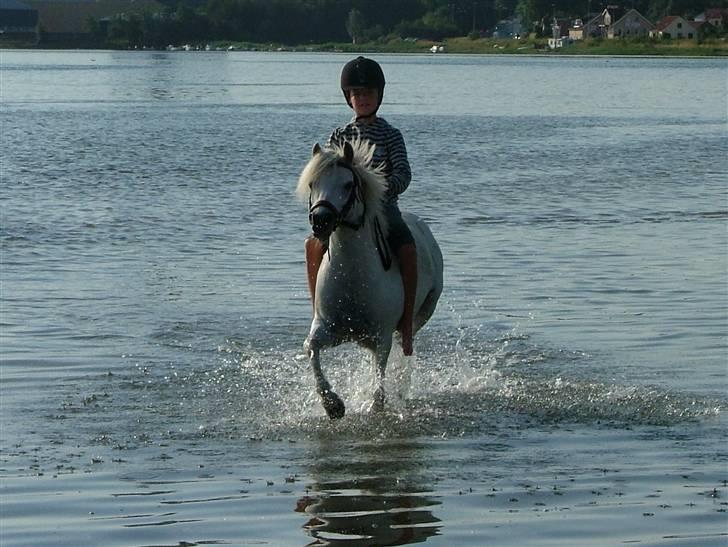 Welsh Pony (sec B) Honeycomb   - han ELSKER virkelig at være ude at bade :D billede 2