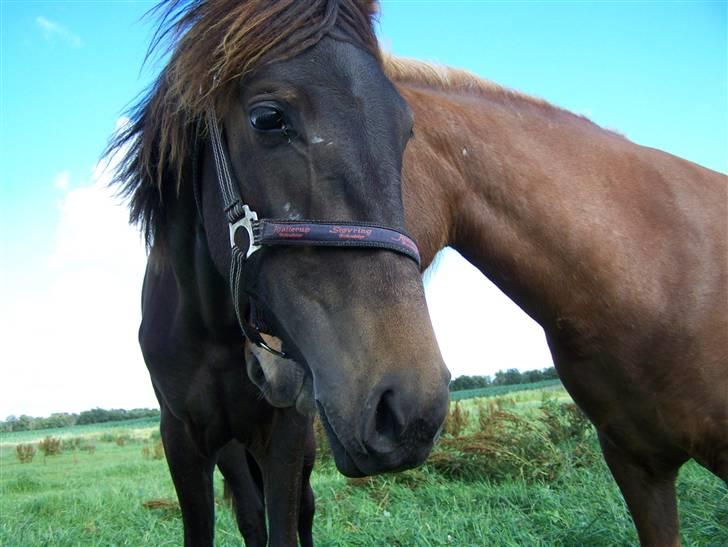 Anden særlig race Lundgaards Mulan billede 20