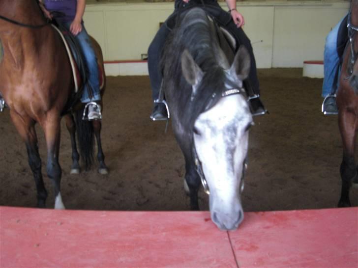 Pura Raza Española Javito 1  *Min Darling* <3 :* - Javito<3 2009 billede 12