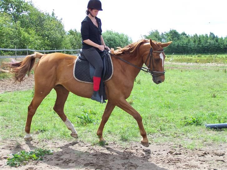 Dansk Varmblod Dane-vangs Red Lady SOLGT billede 15