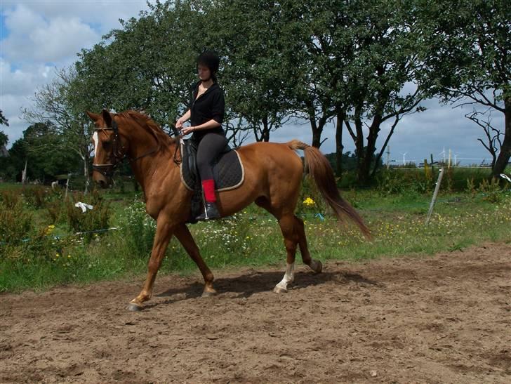 Dansk Varmblod Dane-vangs Red Lady SOLGT billede 16
