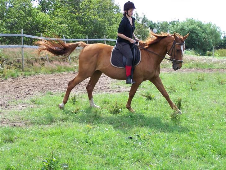 Dansk Varmblod Dane-vangs Red Lady SOLGT billede 17