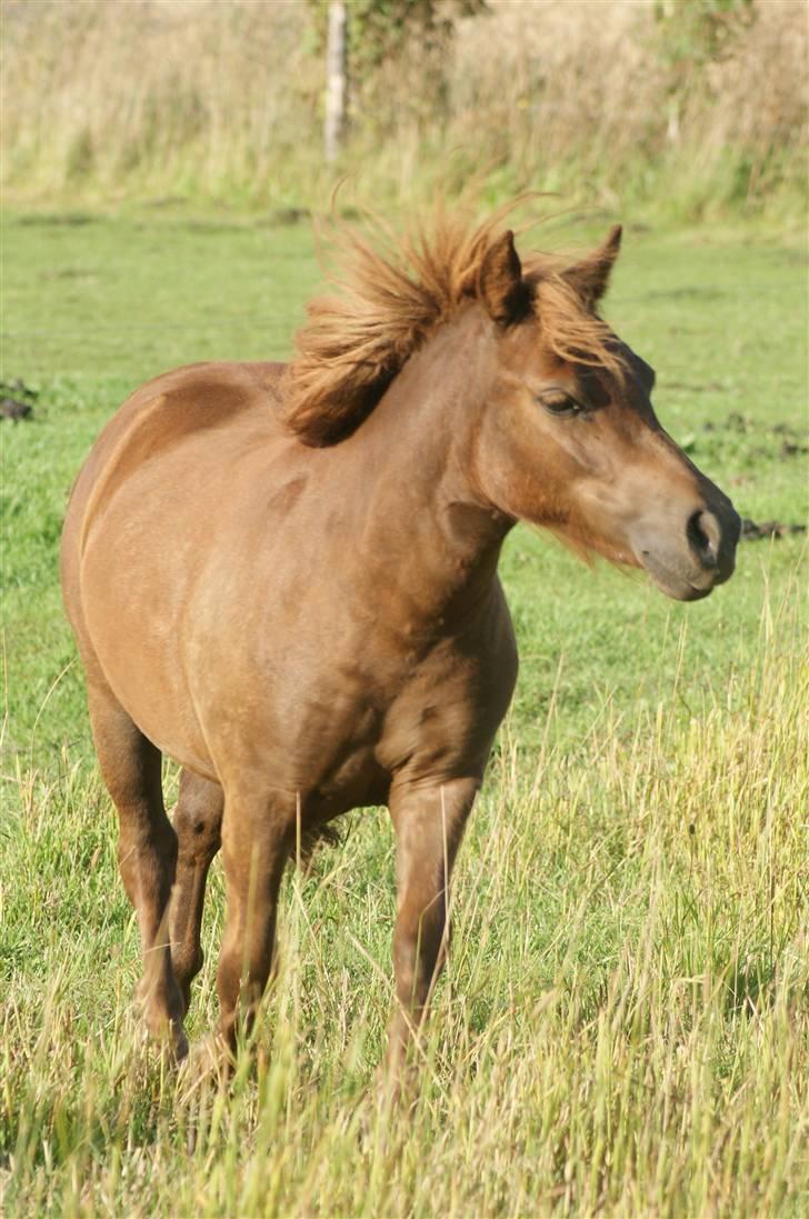 Shetlænder Mette - wildthing, august 09 billede 10