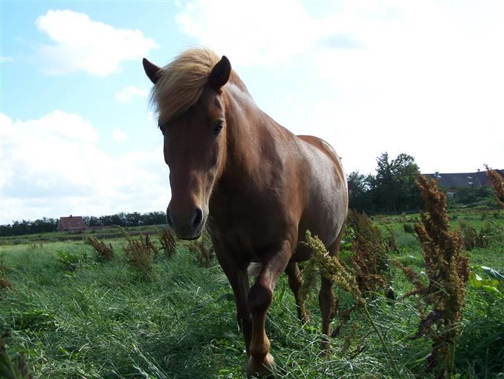 Islænder Silja åsted Mølle billede 12