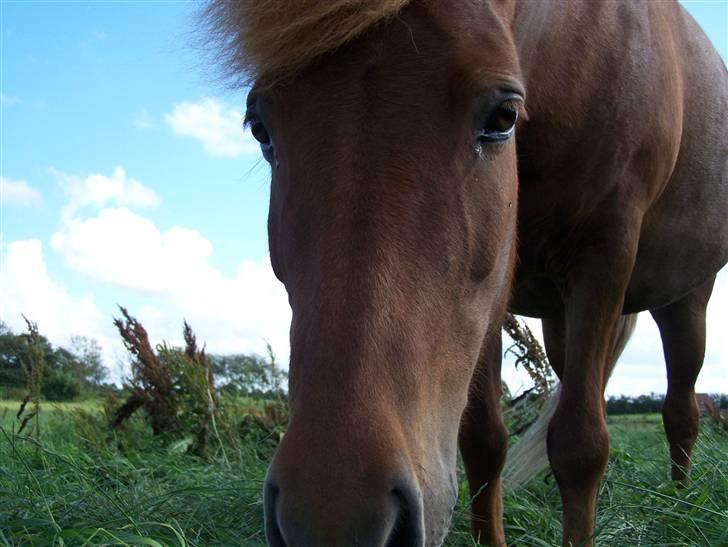 Islænder Silja åsted Mølle billede 13