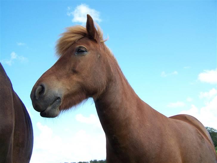 Islænder Silja åsted Mølle billede 14