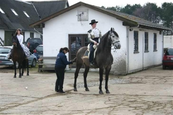 Pura Raza Española Javito 1  *Min Darling* <3 :* - Mig og Javito til åbenthus arrengement på turban stud  billede 15