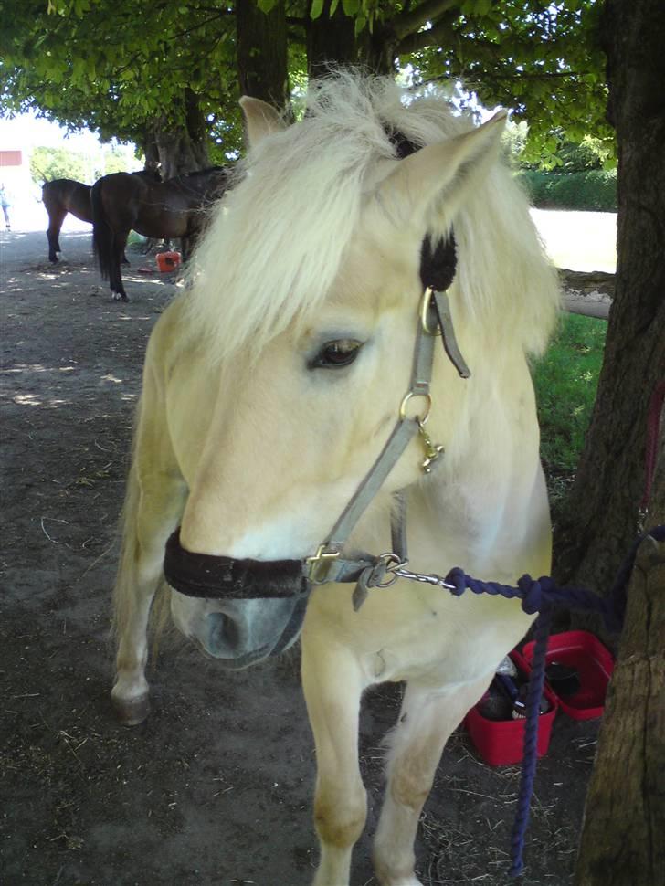 Fjordhest Fjordlys Armani + RIP + - Hej allesammen, og velkommen til mindet om Armani... Jeg håber I alle vil nyde synet, og huske hvor dejlig en pony han var :´) billede 1