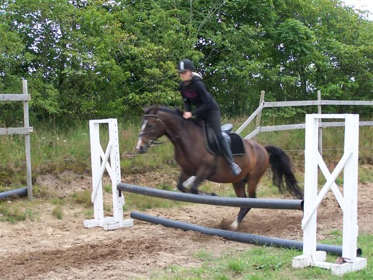 DSP Bøgely's Mille SOLGT billede 16