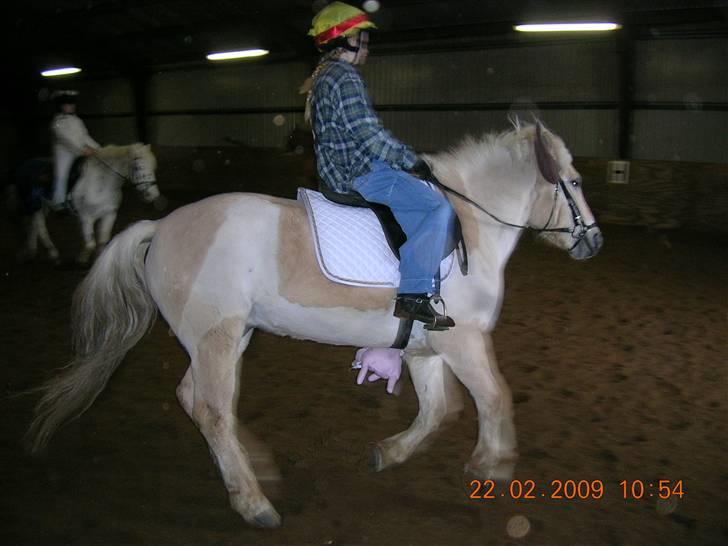 Fjordhest Fjordlys Armani + RIP + - Koen Armani til fastelavn. Februar 2009 billede 2