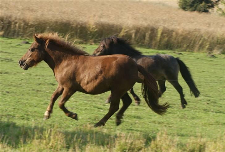 Shetlænder Mette - løber om kap med onkel Åge. august 09 billede 14