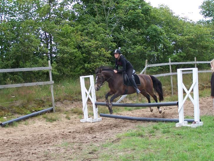 DSP Bøgely's Mille SOLGT billede 17