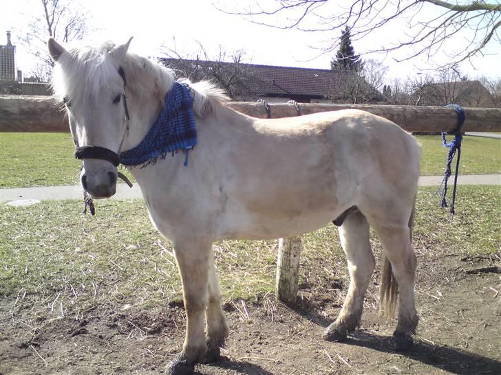 Fjordhest Fjordlys Armani + RIP + - Armani er også med på ´moden´  billede 3