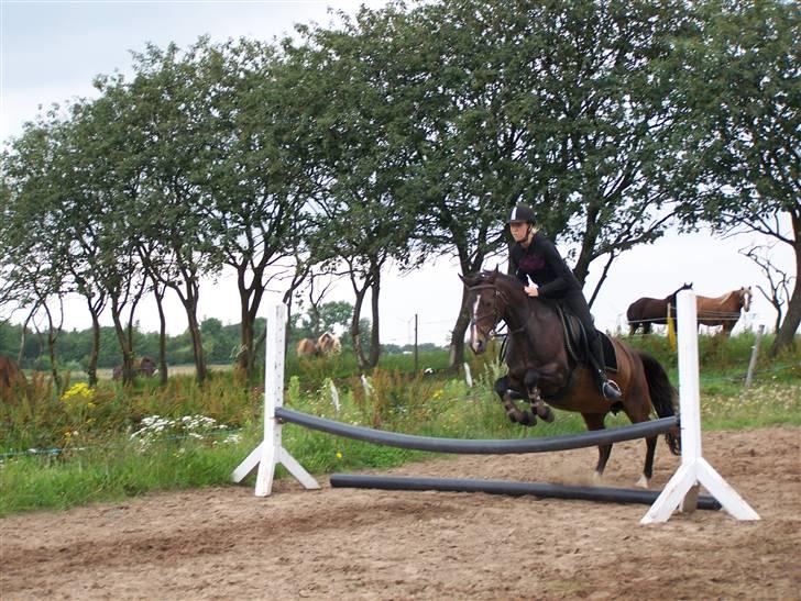 DSP Bøgely's Mille SOLGT billede 18