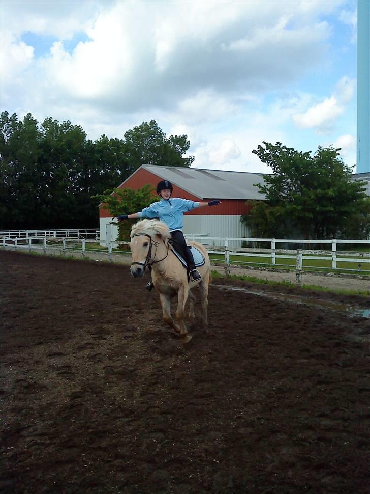 Fjordhest Fjordlys Armani + RIP + - Galop uden tøjler (: billede 4