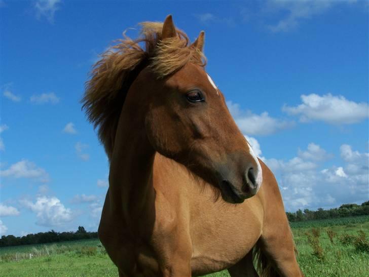Anden særlig race Lundgaards Jolly Jumper - Foto: Dorte Jensen/Grønvang billede 5