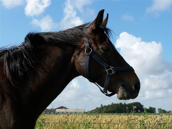 DSP Bøgely's Mille SOLGT billede 19