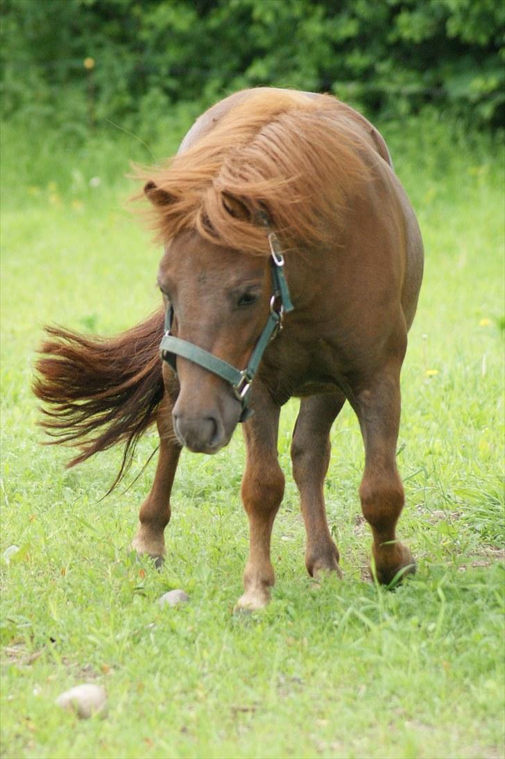 Shetlænder Mette - lækker! juni 2010 billede 17