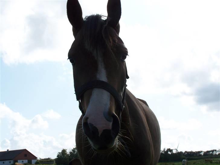 New Forest Lundgaards Friday billede 20