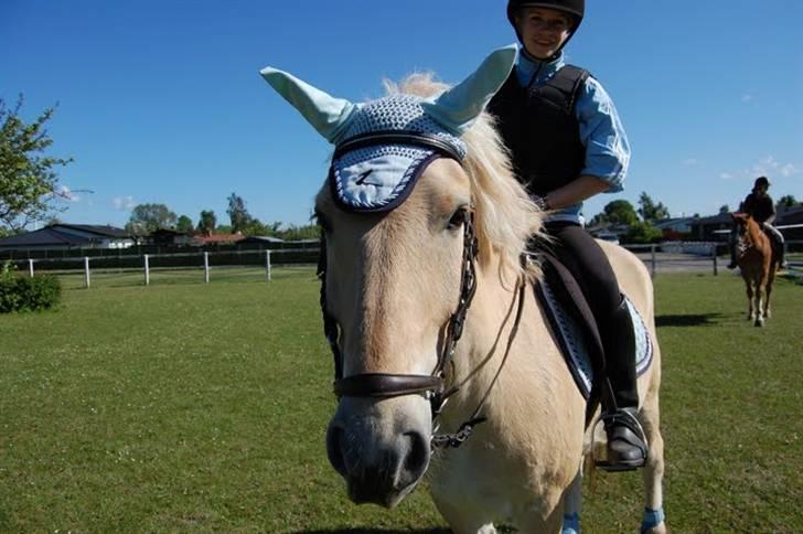 Fjordhest Fjordlys Armani + RIP + - Han var en dejlig nysgerrig basse :) Fotograf: Helena Sato billede 5