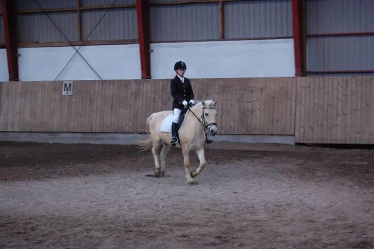 Fjordhest Fjordlys Armani + RIP + - Stævne 18. April 2009. Fotograf: Helena Sato billede 6