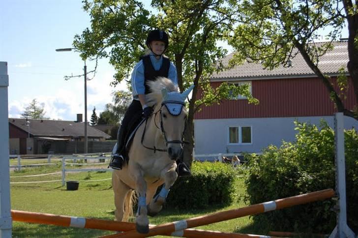 Fjordhest Fjordlys Armani + RIP + - Gulerodden 2009. Fotograf: Helena Sato billede 7