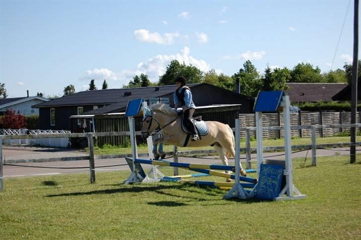 Fjordhest Fjordlys Armani + RIP + - Brøndby´en 2009. Fotograf : Helena Sato  billede 8