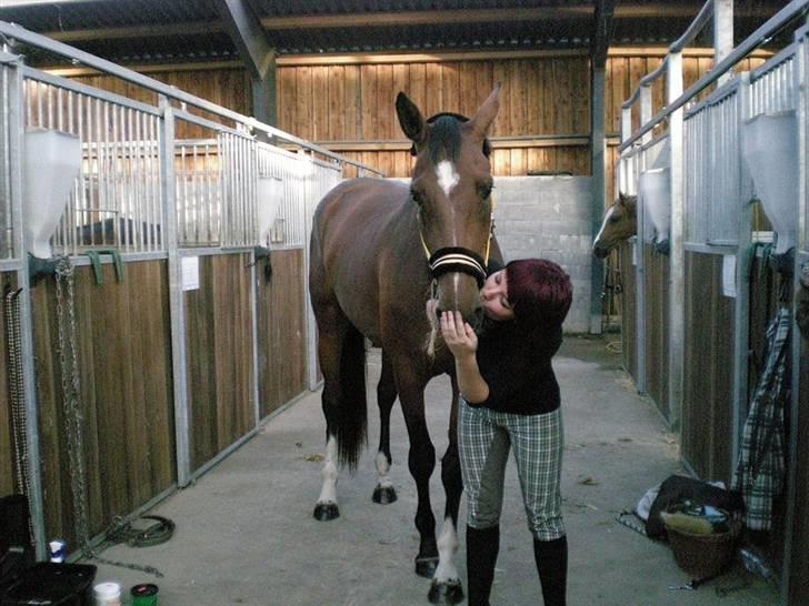 Dansk Varmblod Åkær Charlot (RDS Kåret) - Charlot elsker at blive kysset billede 2