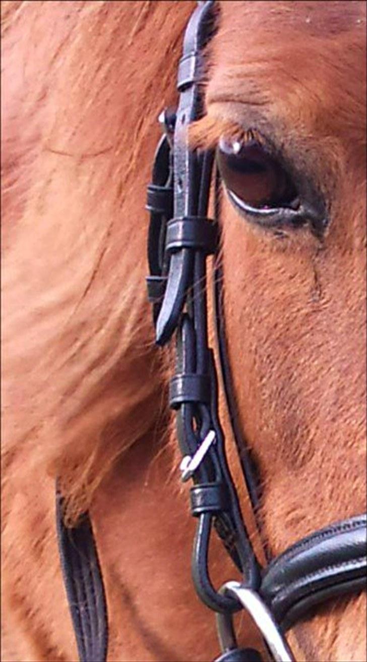 Shetlænder Hedelunds Anja - Du gør mig stolt! <3 2010 billede 12