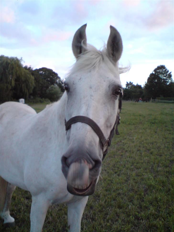 Anden særlig race Fenella - Skøre Fenella, sommer 09 billede 1