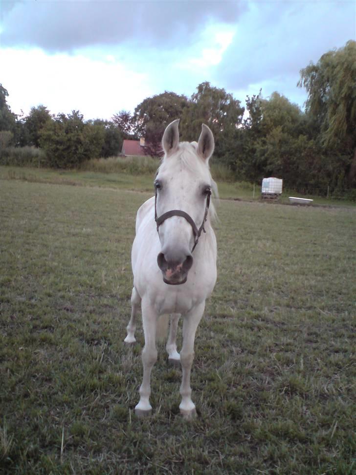 Anden særlig race Fenella - Fenella på sommergræs,09 billede 2