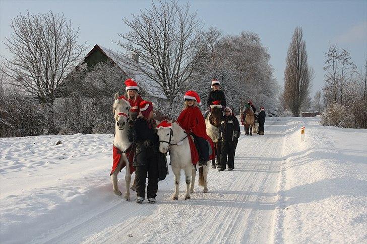 Anden særlig race Fenella - gl. Fenella og anemone/herkules og Lærke fører an i juleoptoget 2010. billede 3