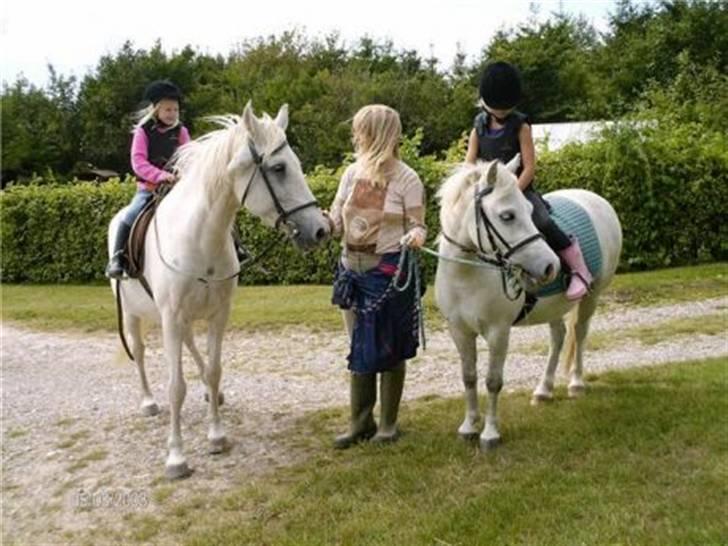 Anden særlig race Fenella - Fenella på tur  sammen med Herkules de små ryttere er Anemone og Lærke. billede 5