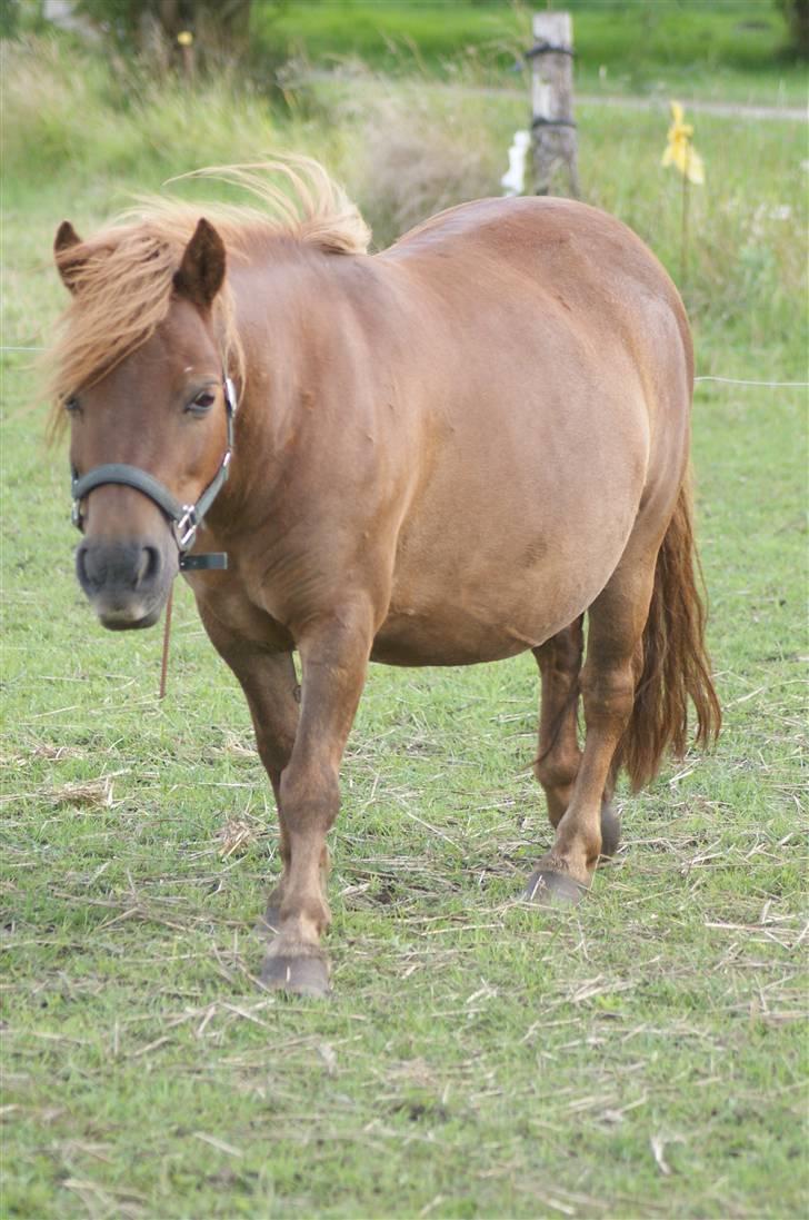 Shetlænder Hedelunds Anja - Fee' Anja :-D 2011 billede 13