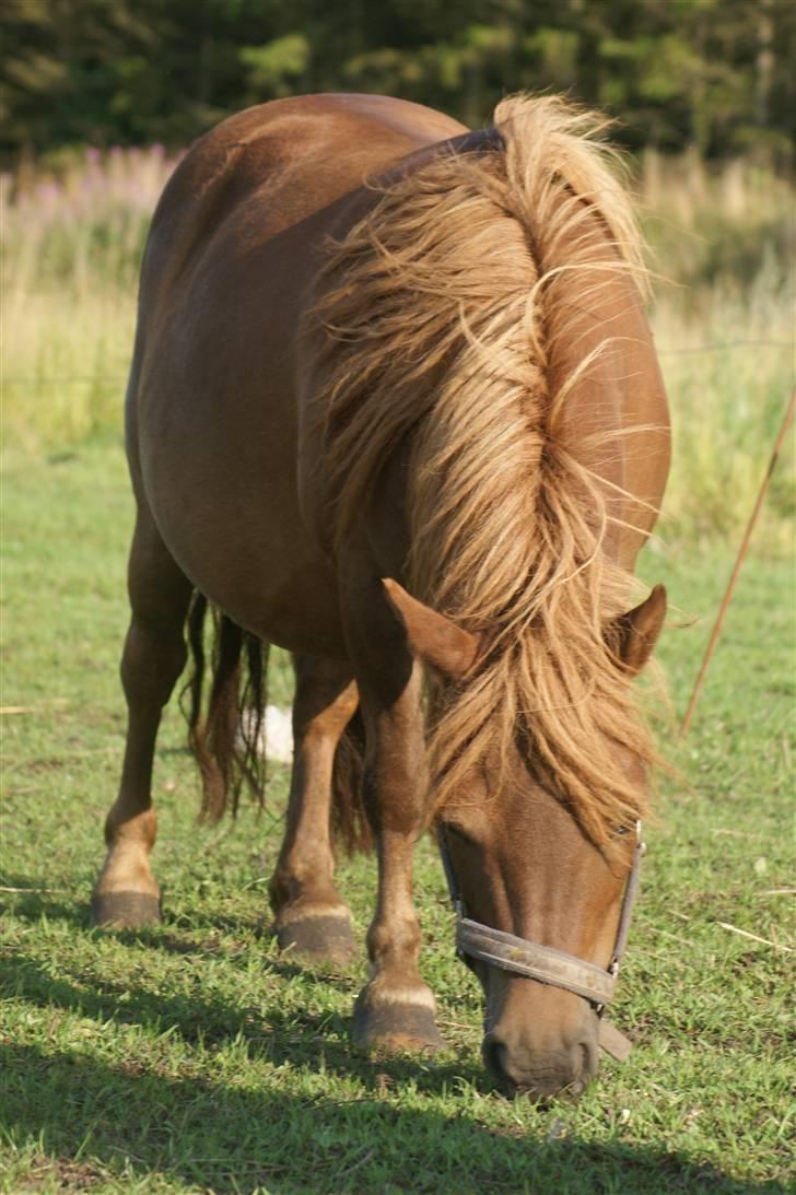 Shetlænder Hedelunds Anja - Anja, den første sommer hos mig, 2009!:-) billede 14