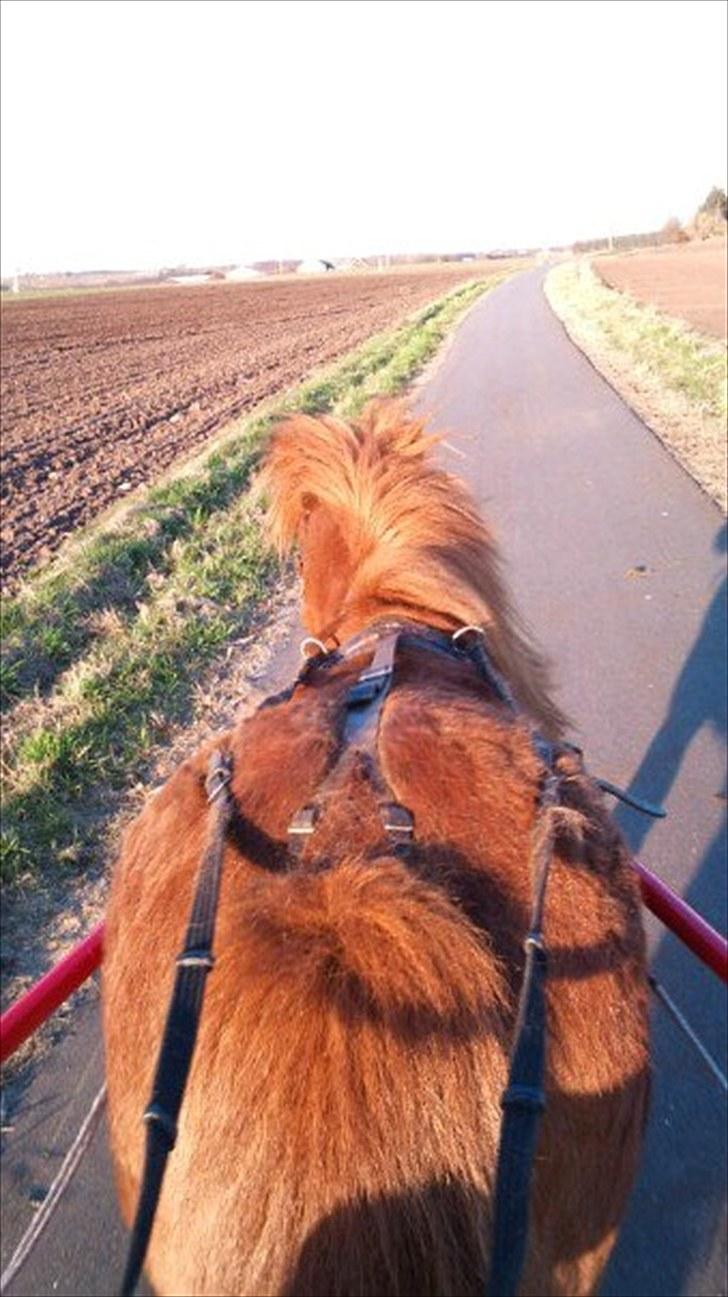 Shetlænder Hedelunds Anja - Cruiser! 2010 billede 15