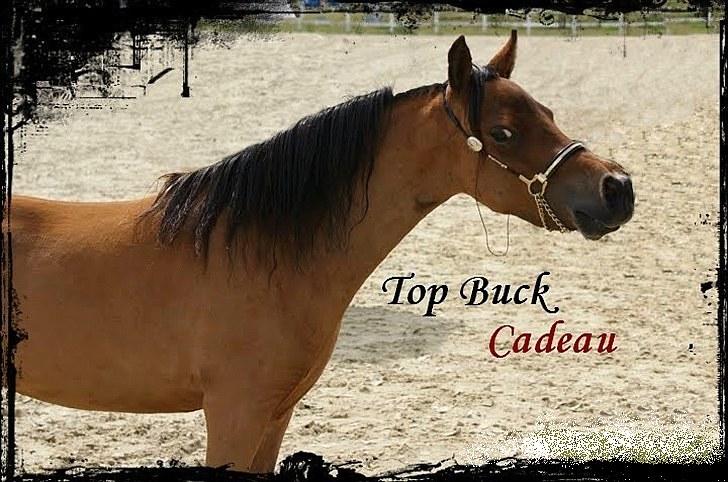 Amerikansk Miniature ***Kawo's Top Buck Cadeau*** - ***Cadeau til MHCE - Danish international. Billedet er taget af Trine Bomholdt*** billede 11