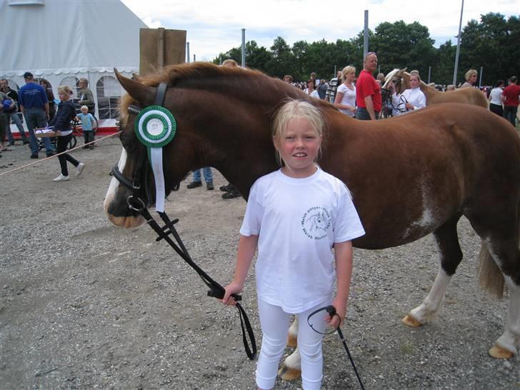 Welsh Pony af Cob-type (sec C) Gribvads Regge - D.25/7 2009. Regge til Hobro Dyrskue hun fik en 1. Præmie med 22 point. :D billede 10